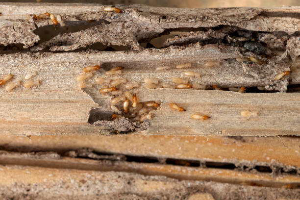 Best Insect Control  in Centerville, PA